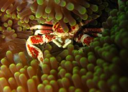 Spotted Porcelain Crab being shy for camera by Mulwardi Tjitra 